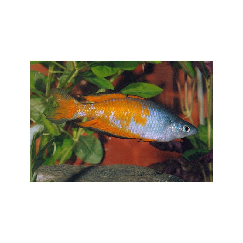 Parkinsons Regenbogenfisch - Melanotaenia Parkinsoni