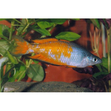 Parkinsons Regenbogenfisch - Melanotaenia Parkinsoni