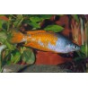 Poisson Arc-En-Ciel De Parkinson - Melanotaenia Parkinsoni