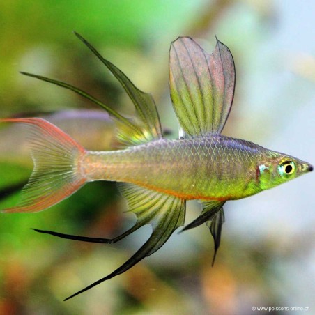 Prachtregenbogenfisch - Iriatherina Werneri