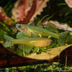 Gepunkteter Blauaugen Regenbogenfisch - Pseudomugil Gertrudae