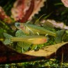 Gepunkteter Blauaugen Regenbogenfisch - Pseudomugil Gertrudae