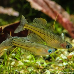 Gepunkteter Blauaugen Regenbogenfisch - Pseudomugil Gertrudae