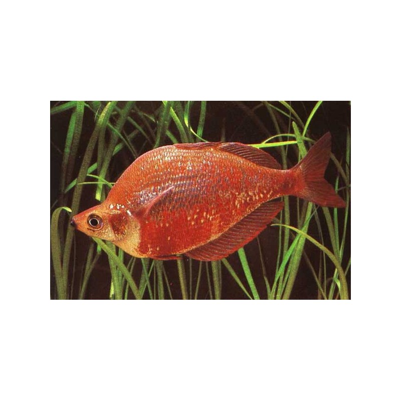 Lachsroter Regenbogenfisch - Glossolepis Incisus
