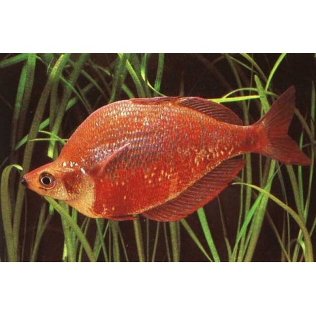 Lachsroter Regenbogenfisch - Glossolepis Incisus
