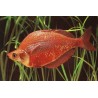 Lachsroter Regenbogenfisch - Glossolepis Incisus