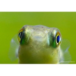 Malabar Zwergkugelfisch - Carinotetraodon Travancoricus