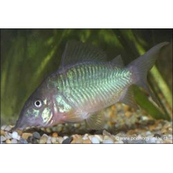 Smaragdpanzerwels - Brochis Splendens