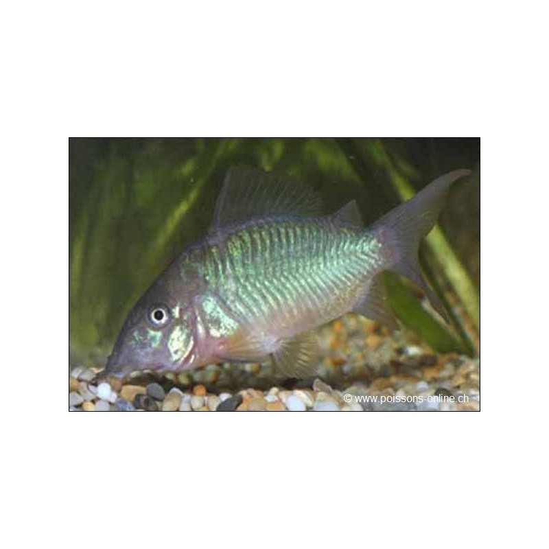 Pesce Di Chat Di Smeraldo - Brochis Splendens