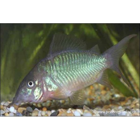 Pesce Di Chat Di Smeraldo - Brochis Splendens