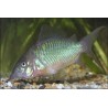 Smaragdpanzerwels - Brochis Splendens