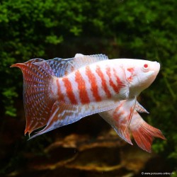 Albino Paradiesfisch - Macropodus Opercularis Albinos