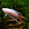 Albino Paradiesfisch - Macropodus Opercularis Albinos