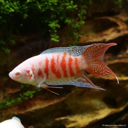 Albino Paradiesfisch - Macropodus Opercularis Albinos