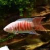 Poisson Paradis Albinos - Macropodus Opercularis Albinos