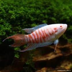 Albino Paradiesfisch - Macropodus Opercularis Albinos
