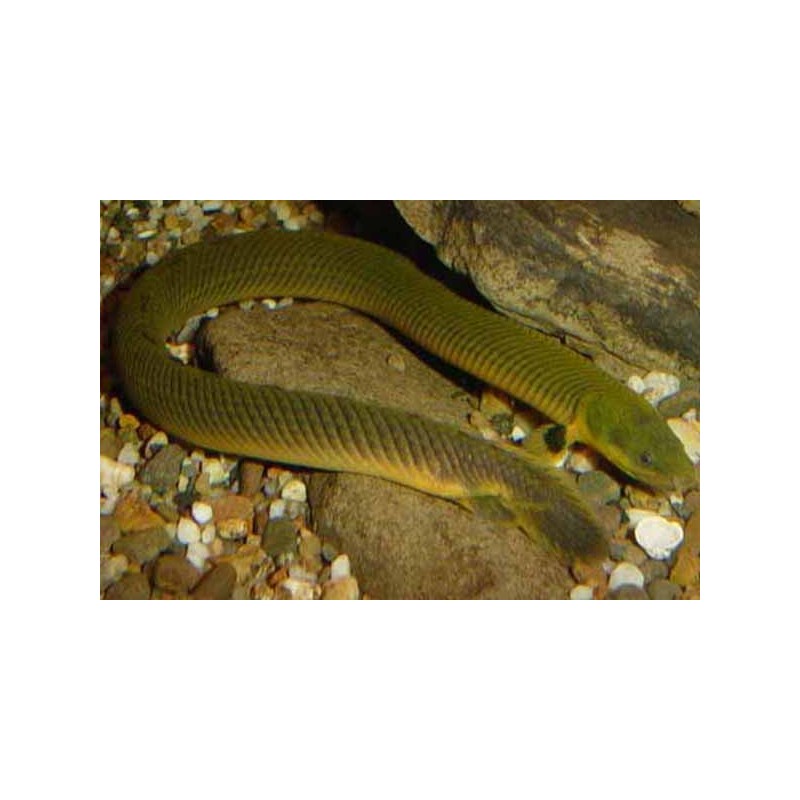 Pesce Di Canna - Calamoichthys Calabaricus
