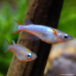 Neonreisfisch - Oryzias Woworae
