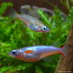 Neonreisfisch - Oryzias Woworae