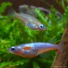 Neonreisfisch - Oryzias Woworae
