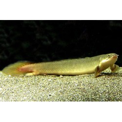 Senegal-Flösselhecht - Polypterus Senegalus
