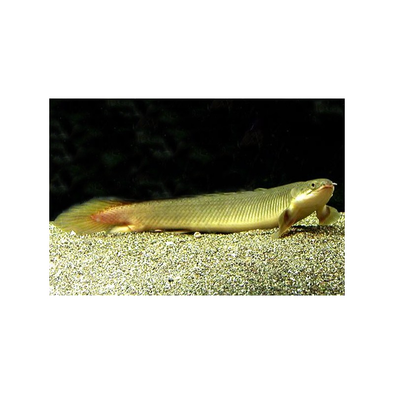 Senegal-Flösselhecht - Polypterus Senegalus
