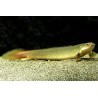 Polyptère Du Senegale - Polypterus Senegalus