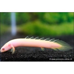 Albinos Senegal-Flösselhecht - Polypterus Senegalus