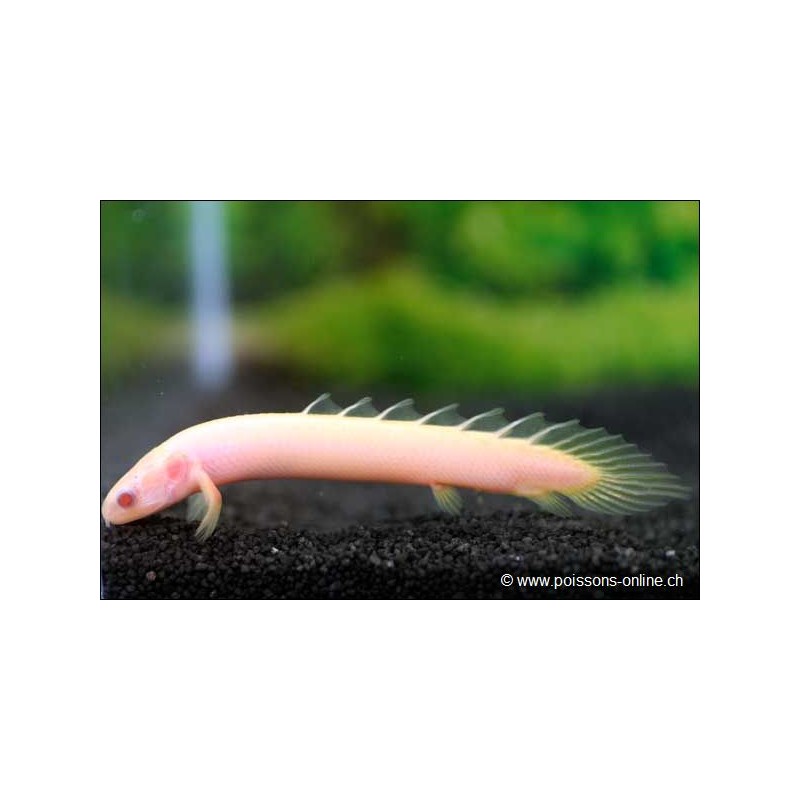 Albinos Senegal-Flösselhecht - Polypterus Senegalus