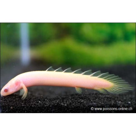 Albinos Senegal-Flösselhecht - Polypterus Senegalus