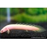 Albinos Senegal-Flösselhecht - Polypterus Senegalus