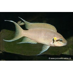 Prinzessin Von Burundi - Neolamprologus Brichardi