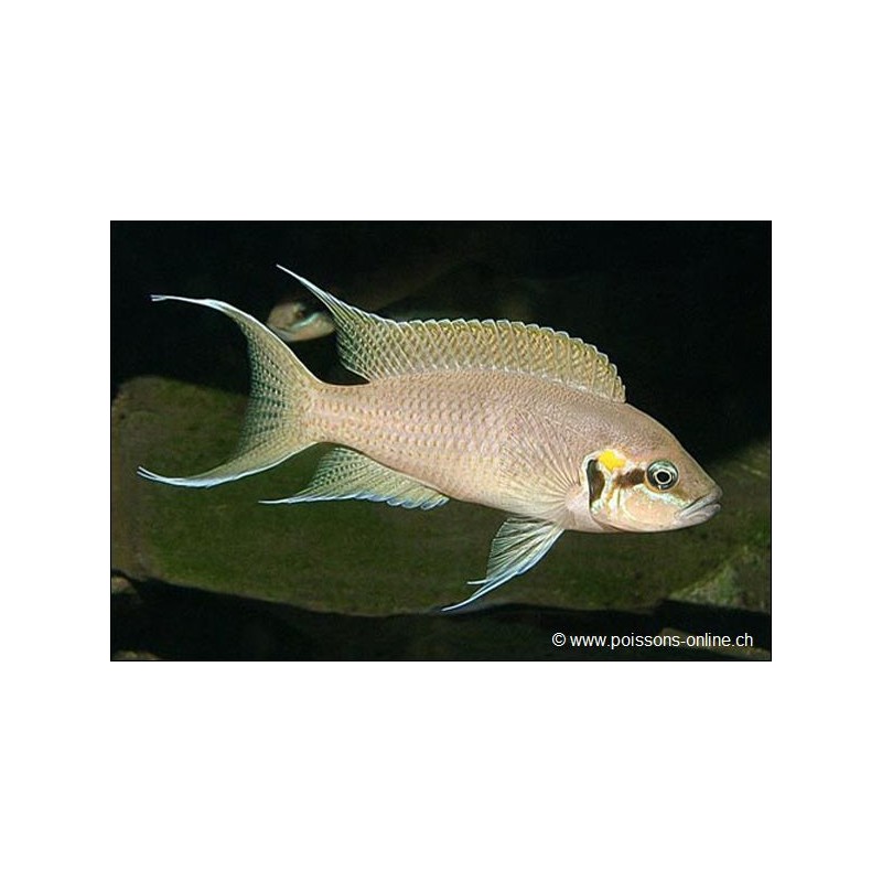 Prinzessin Von Burundi - Neolamprologus Brichardi