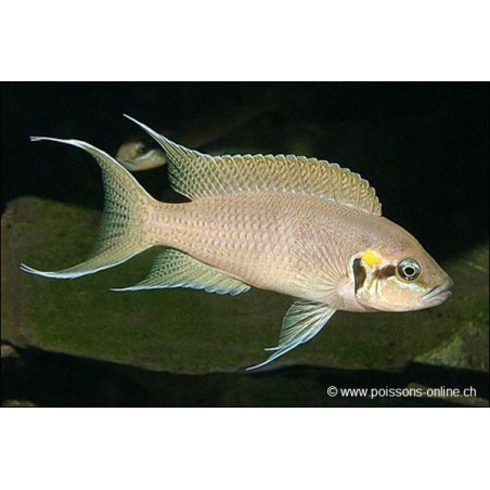 Prinzessin Von Burundi - Neolamprologus Brichardi