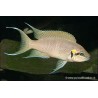 Prinzessin Von Burundi - Neolamprologus Brichardi