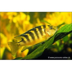 Chamaeleonbuntbarsch - Pseudotropheus Crabro