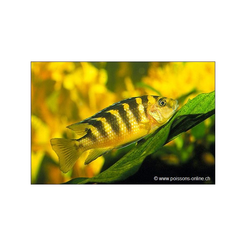 Chamaeleonbuntbarsch - Pseudotropheus Crabro
