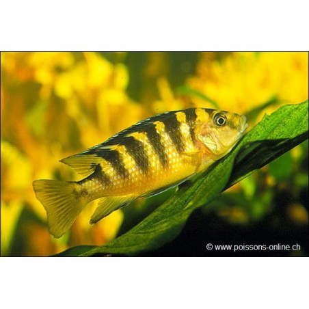 Chamaeleonbuntbarsch - Pseudotropheus Crabro