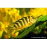 Chamaeleonbuntbarsch - Pseudotropheus Crabro
