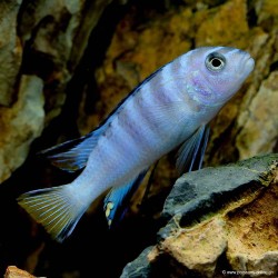 Pseudotropheus Elongatus Mpanga - Pseudotropheus Elongatus Mpanga