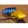 Pseudotropheus Saulosi - Pseudotropheus Saulosi