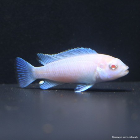 Pseudotropheus Socolofi Snow White - Pseudotropheus Socolofi Albinos