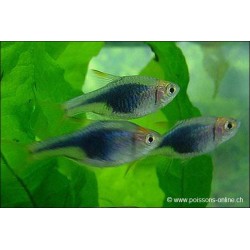 Keilfleckbärbling Schwarzer - Trigonostigma Heteromorpha Black (Rasbora)