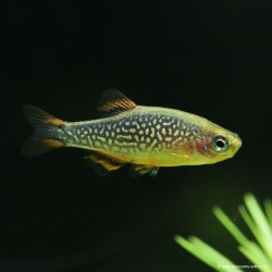 Rasbora Galaxie - Danio Margaritatus (Celestichthys)