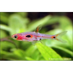 Merah Zwergbärbling - Rasbora Merah