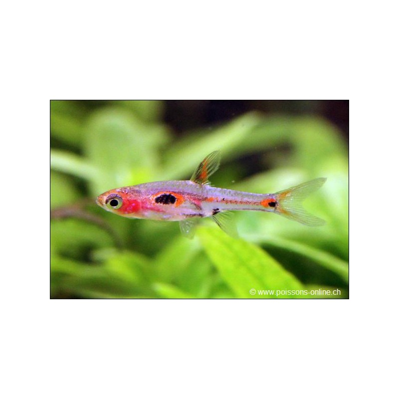 Merah Zwergbärbling - Rasbora Merah