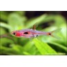 Merah Zwergbärbling - Rasbora Merah