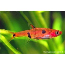 Zwergbärbling - Rasbora Maculata