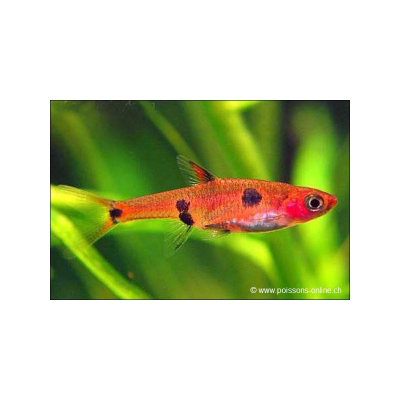 Rasbora Nain - Rasbora Maculata