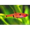 Rasbora Nain - Rasbora Maculata